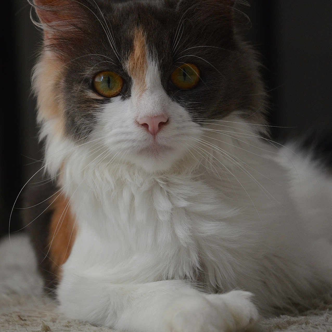 Freya participe au concours pour gagner de l'argent avec cette photo : cat, calico, fluffy, fur, amber_eyes, whiskers, portrait, animal, pet, indoor, soft_light, texture, close_up, relaxed, curious, feline, mammal, laying, focus, background_blur