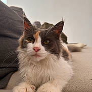 Freya a rejoint le concours — aidez-le/la à gagner de superbes lots ! cat, fluffy, multi_colored, pet, indoor, couch, furniture, relaxed, whiskers, close_up, portrait, animal, domestic_cat, soft_fur, paws, ears, face, yellow_eyes, nose, calm