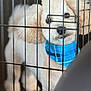 Romeo joined the competition — help win amazing prizes! dog, bandana, crate, pet, white_dog, fluffy, fur, animal, cage, indoor, closeup, portrait, blue, plaid, nose, ears, eyes, pet_accessory, metal, fence
