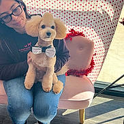 Romeo is registered to the contest to win money with this photo: woman, dog, poodle, bow_tie, glasses, jeans, sneakers, pink_chair, heart_pattern, tinsel, indoor, sunlight, floor, casual_clothing, pet, seated, cute, groomed_dog, happy, portrait