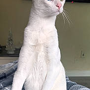 Lotto joined the competition — help win amazing prizes! alert, animal, blanket, blue_eye, cat, cozy, curious, domestic_cat, fur, green_eye, heterochromia, indoor, pet, pink_nose, portrait, relaxed, sitting, soft_light, whiskers, white_cat