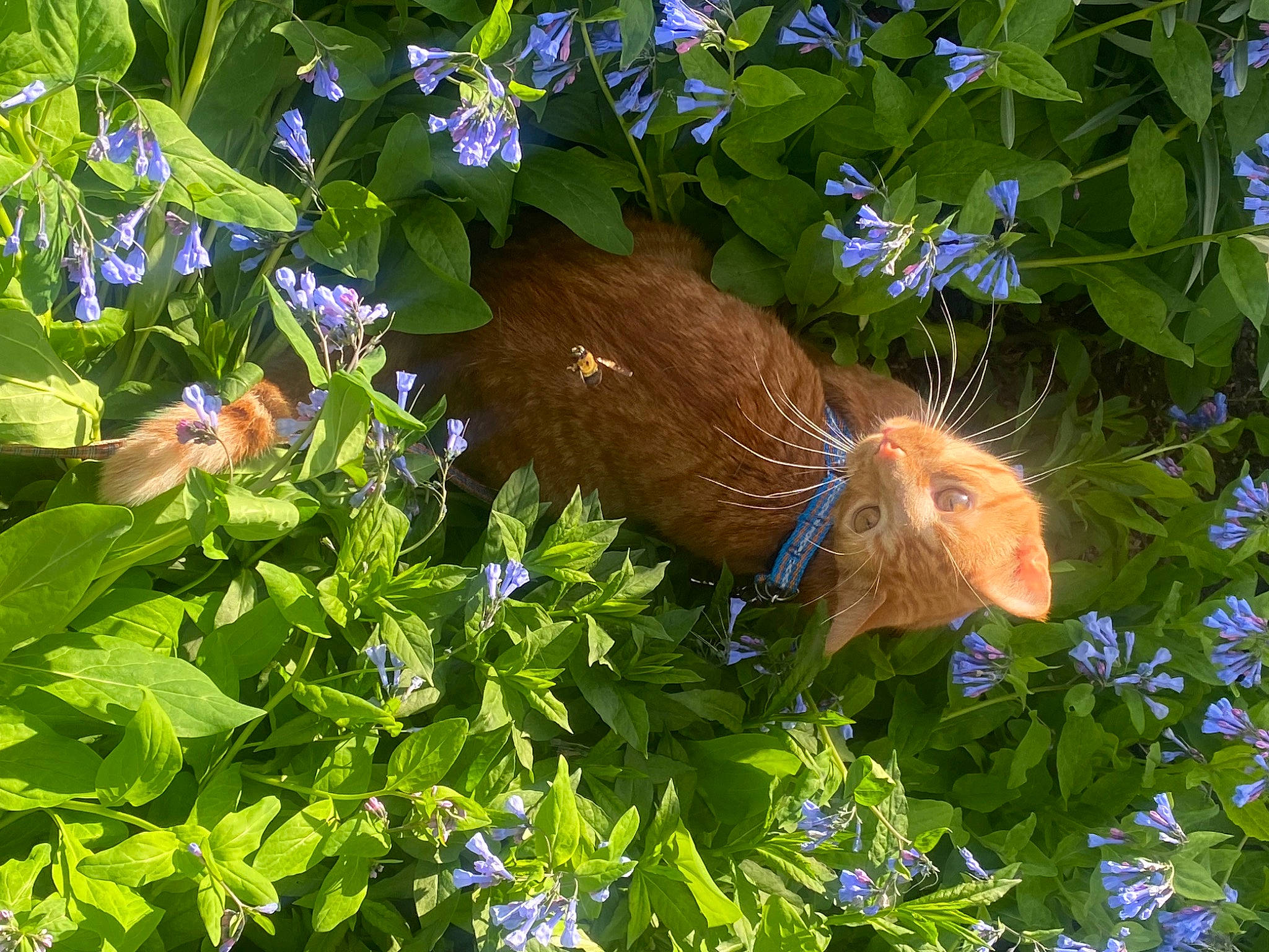 Banksy joined the competition — help win amazing prizes! art, beak, blue, clock, electric_blue, fawn, flower, flowering_plant, groundcover, herbaceous_plant, leaf, petal, plant, rodent, tail, terrestrial_animal, tree, whiskers, wildflower, wildlife