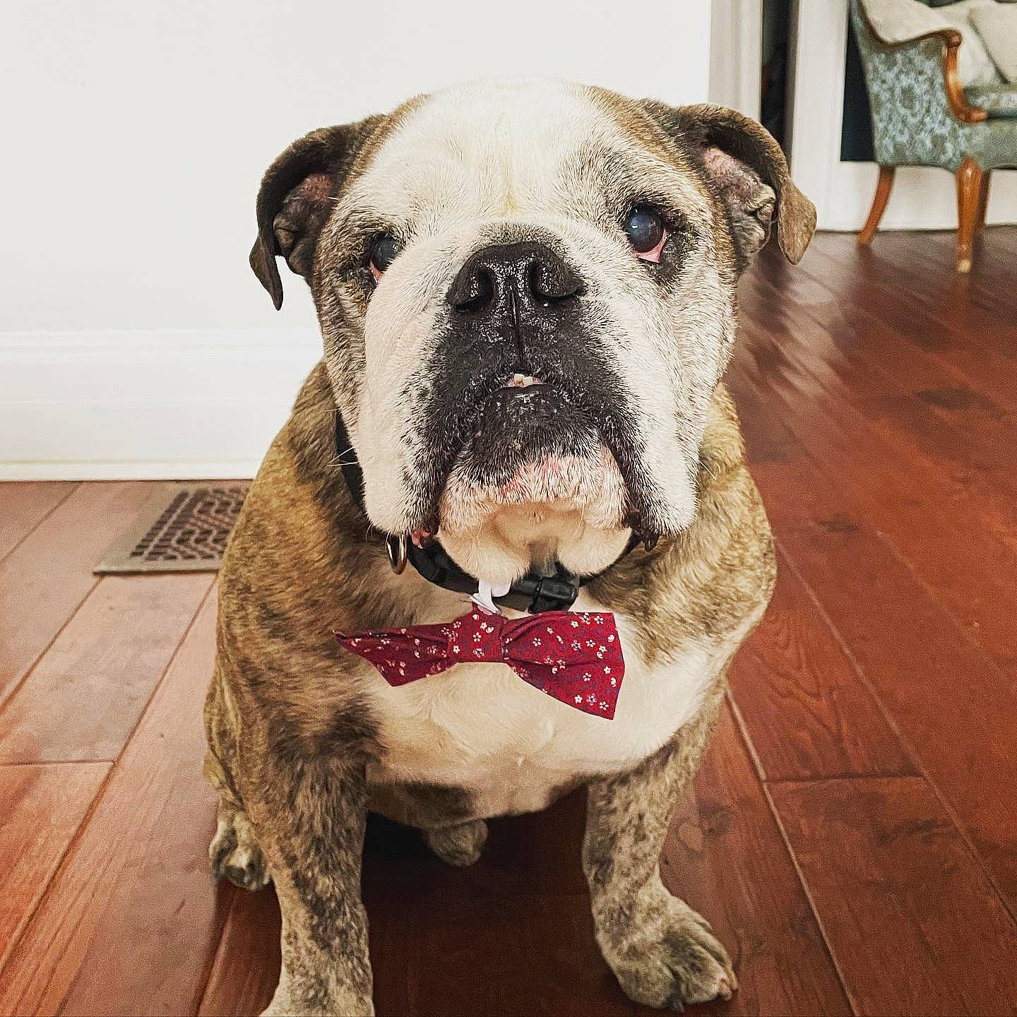 Oliver is registered to the contest to win money with this photo: carnivore, collar, companion_dog, dog, dog_breed, dog_collar, dog_supply, fawn, flooring, fur, hardwood, pet_supply, snout, sporting_group, whiskers, wood, wood_flooring, working_animal, working_dog, wrinkle