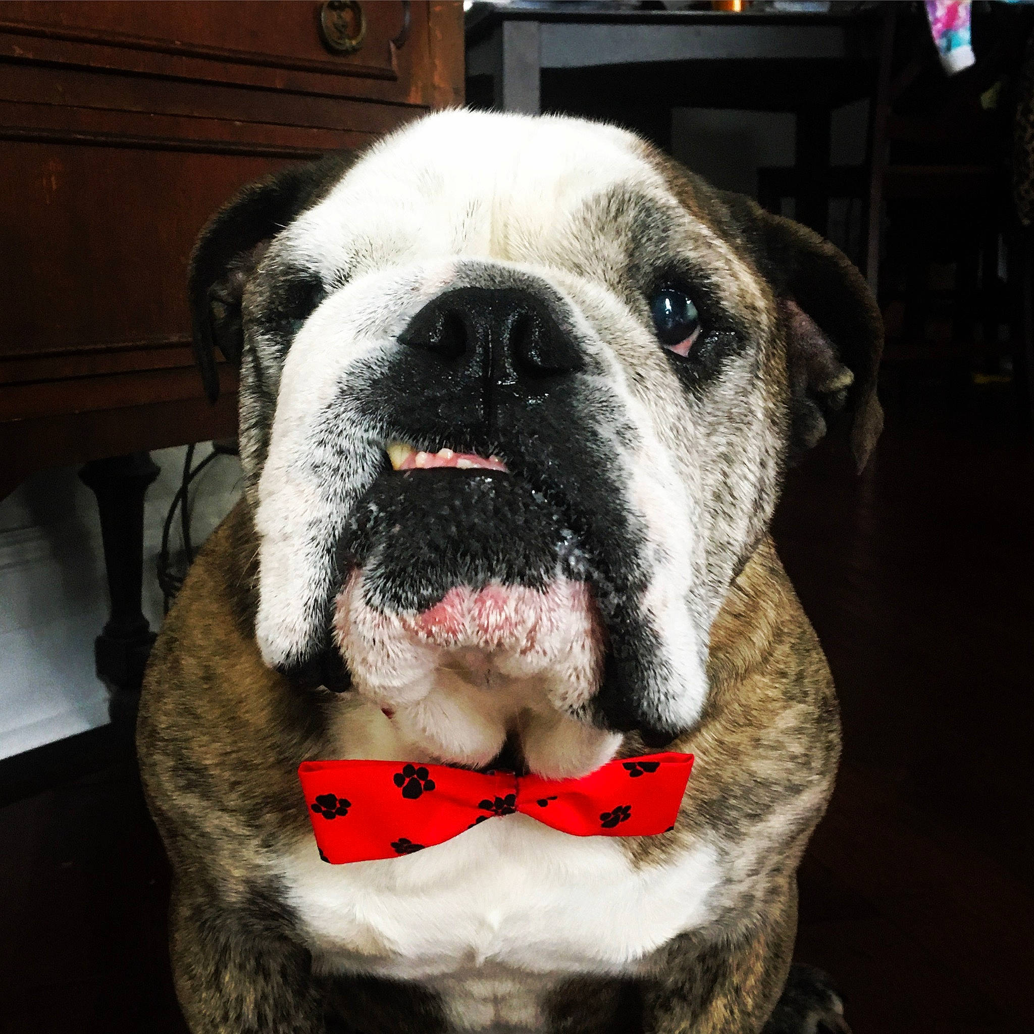 Oliver is registered to the contest to win money with this photo: cabinetry, carnivore, collar, companion_dog, dog, dog_breed, dog_collar, fang, fawn, fur, non_sporting_group, pet_supply, snout, sporting_group, terrestrial_animal, whiskers, wood, working_animal, working_dog, wrinkle