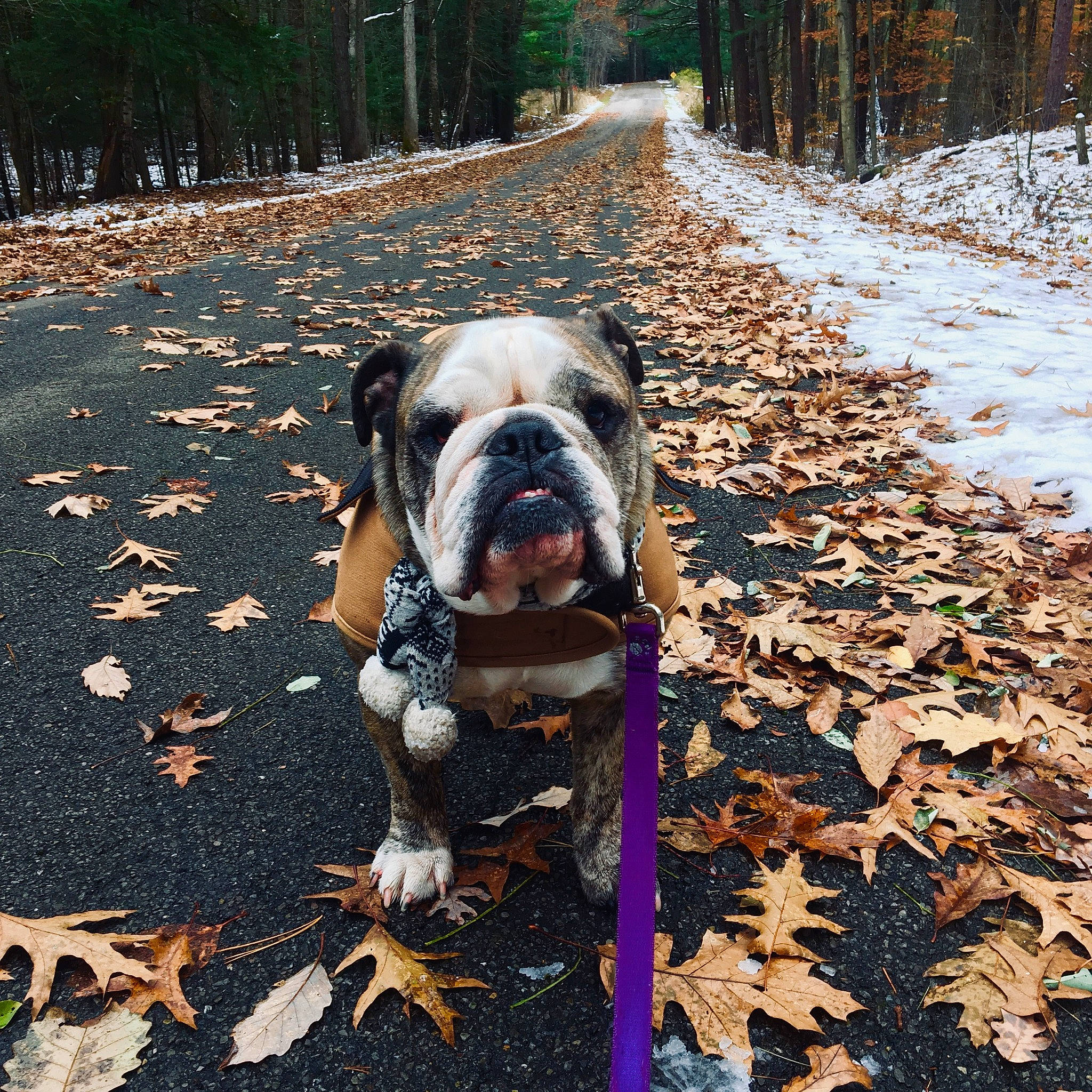 Oliver is registered to the contest to win money with this photo: bulldog, carnivore, collar, companion_dog, dog, dog_breed, fawn, grass, landscape, leaf, leash, molosser, plant, road_surface, snout, soil, sporting_group, sunlight, tree, wood