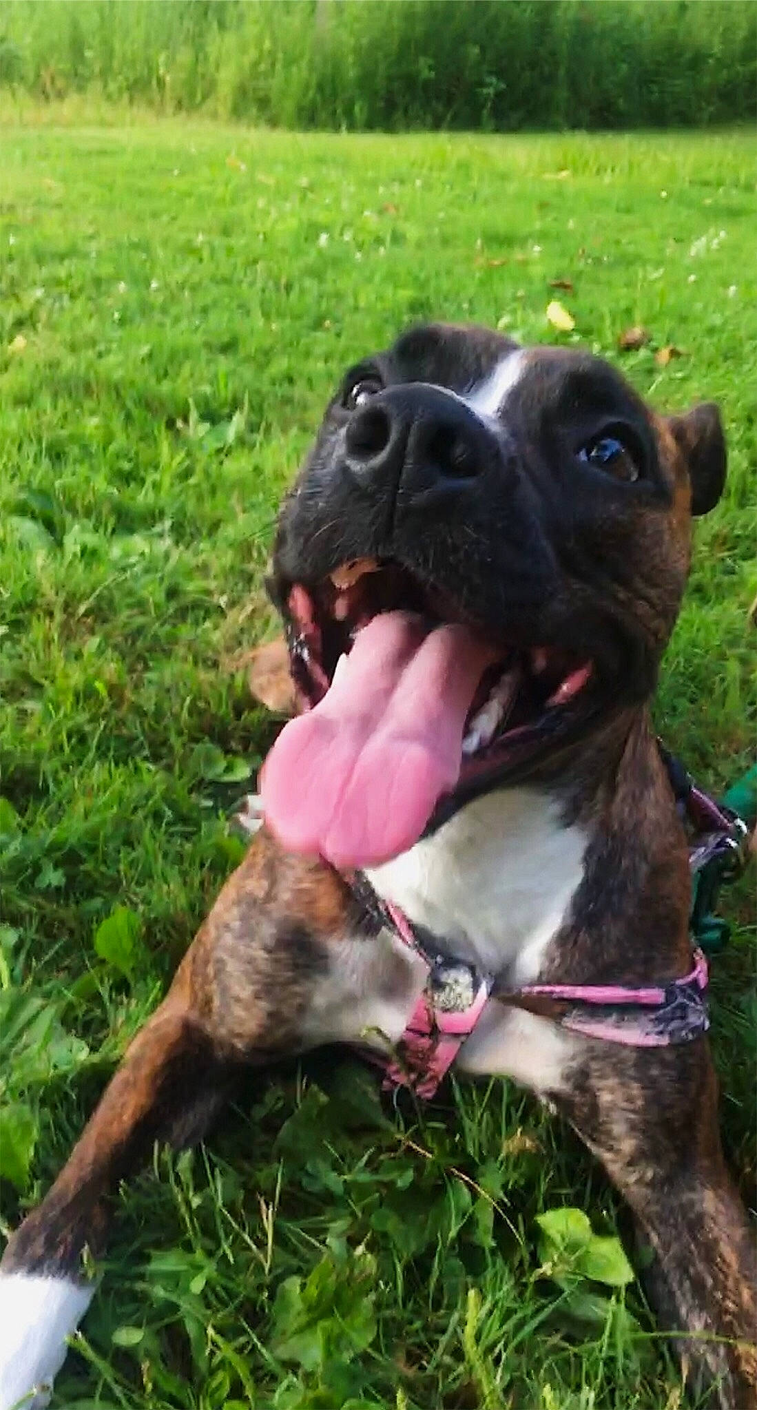 Lola is registered to the contest to win money with this photo: boxer, carnivore, collar, companion_dog, dog, dog_breed, dog_collar, fawn, giant_dog_breed, grass, green, groundcover, guard_dog, leash, pet_supply, plant, snout, sporting_group, whiskers, working_animal