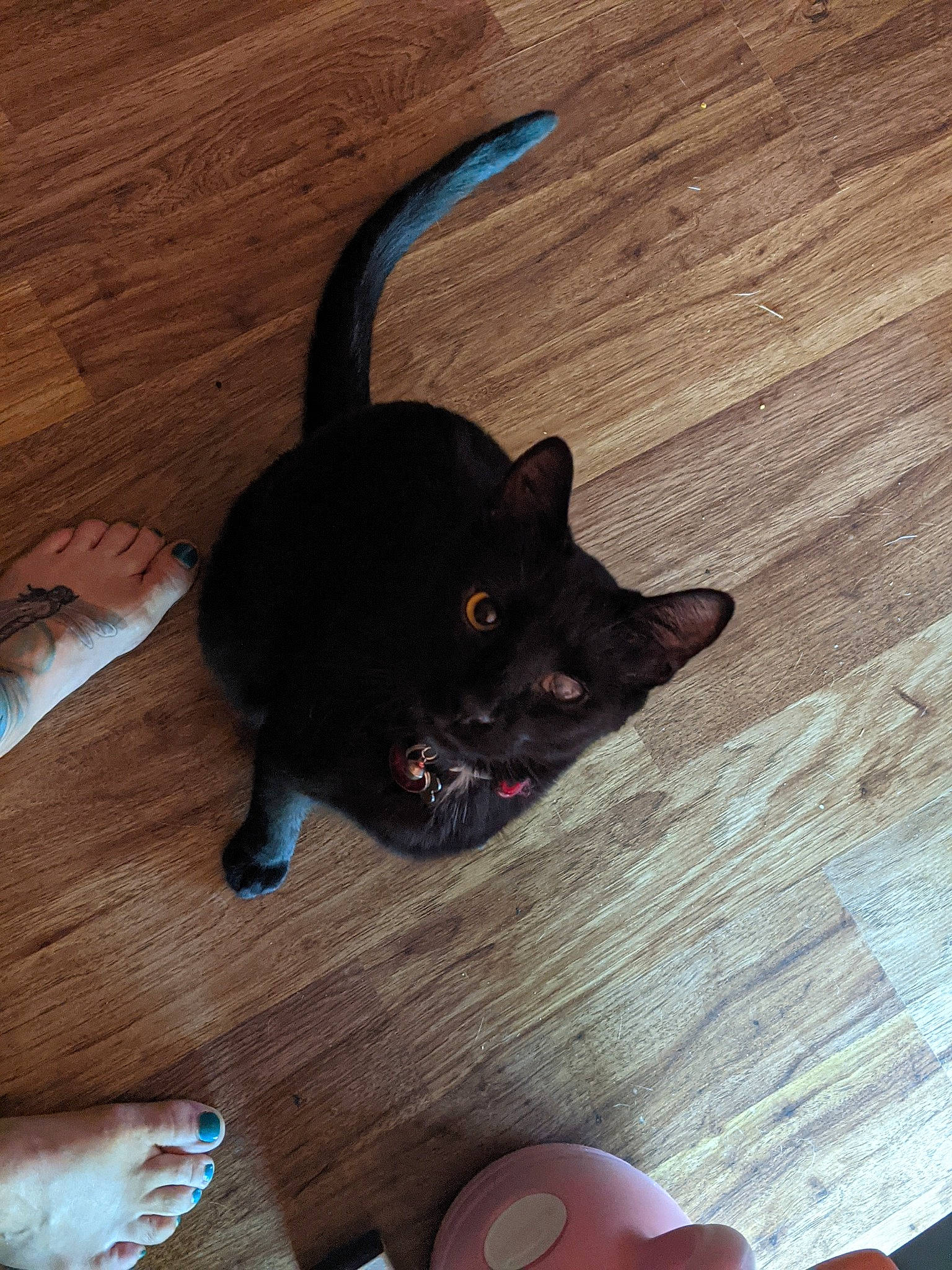 Pugsly is registered to the contest to win money with this photo: black_cat, carnivore, cat, comfort, companion_dog, dog_breed, fawn, felidae, floor, flooring, foot, hardwood, laminate_flooring, nail, small_to_medium_sized_cats, snout, tail, whiskers, wood, wood_stain