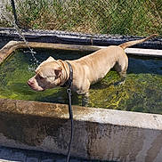 Tyson participe au concours pour gagner de l'argent avec cette photo : dog, water, leash, concrete_trough, grass, fence, outdoor, sunlight, water_stream, animal, pet, canine, pavement, collar, shallow_water, summer, nature, greenery, daytime, curious