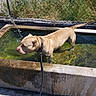 dog, water, leash, concrete_trough, grass, fence, outdoor, sunlight, water_stream, animal, pet, canine, pavement, collar, shallow_water, summer, nature, greenery, daytime, curious