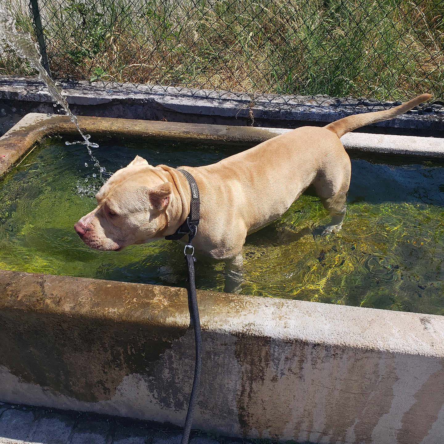 Tyson participe au concours pour gagner de l'argent avec cette photo : dog, water, leash, concrete_trough, grass, fence, outdoor, sunlight, water_stream, animal, pet, canine, pavement, collar, shallow_water, summer, nature, greenery, daytime, curious