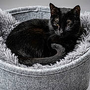 Perle participe au concours pour gagner de l'argent avec cette photo : black_cat, cat, feline, pet, animal, curled_up, sleeping, resting, portrait, whiskers, ears, eyes, fur, gray_bed, fuzzy_texture, cozy, indoor, studio_lighting, monochrome, cuddly