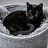 black_cat, cat, feline, pet, animal, curled_up, sleeping, resting, portrait, whiskers, ears, eyes, fur, gray_bed, fuzzy_texture, cozy, indoor, studio_lighting, monochrome, cuddly