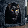 Perle participe au concours pour gagner de l'argent avec cette photo : cat, black_cat, golden_eyes, animal, pet, feline, portrait, indoors, cat_condo, pet_bed, gray_fabric, wooden_floor, sitting, alert, whiskers, pointed_ears, fur, home, interior, dramatic_lighting