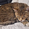 cat, tabby, sleeping, cozy, fur, pet, animal, whiskers, paws, resting, blanket, indoor, cute, mammal, feline, relaxed, domestic, soft, nap, comfort