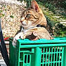 Praline a rejoint le concours — aidez-le/la à gagner de superbes lots ! cat, tabby_cat, crate, green_crate, outdoor, sunlight, stone_wall, ivy, stairs, nature, animal, pet, feline, resting, daylight, collar, side_view, calm, relaxed, garden