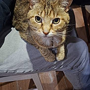 Praline participe au concours pour gagner de l'argent avec cette photo : animal, casual, cat, chair, companion, cute, domestic_animal, floor, footwear, furniture, hand, indoor, jeans, lap, looking_up, person, pet, relaxing, tabby, wooden_floor
