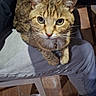 cat, tabby, pet, lap, person, hand, indoor, wooden_floor, furniture, jeans, chair, looking_up, domestic_animal, animal, cute, companion, relaxing, casual, floor, footwear