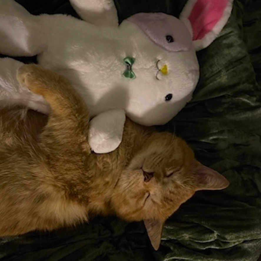 Obi joined the competition — help win amazing prizes! animal, blanket, bunny, cat, cozy, cuddling, cute, fur, green_bow, indoor, orange_cat, pet, pink_ears, plush, relaxing, resting, sleeping, soft, stuffed_animal, toy