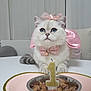 cat, pet, birthday, number_one, candle, bowl, wet_food, heart_plate, bow, collar, bell, pink, ribbon, blue_eyes, table, indoor, celebration, cute, portrait, white_fur