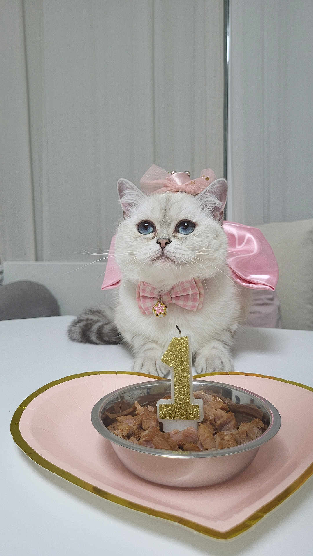 Diva a rejoint le concours — aidez-le/la à gagner de superbes lots ! cat, pet, birthday, number_one, candle, bowl, wet_food, heart_plate, bow, collar, bell, pink, ribbon, blue_eyes, table, indoor, celebration, cute, portrait, white_fur