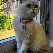 Diva participe au concours pour gagner de l'argent avec cette photo : cat, feline, pet, window, windowsill, collar, id_tag, pink_collar, indoor, outdoor_view, building, trees, whiskers, paws, close_up, portrait, sitting, sunlight, glass_window, cute