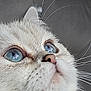 Diva a rejoint le concours — aidez-le/la à gagner de superbes lots ! cat, close_up, blue_eyes, whiskers, fur, portrait, pet, muzzle, nose, looking_up, indoor, cute, fluffy, head, macro, animal, detail, domestic_cat, soft_texture, expressive_eyes