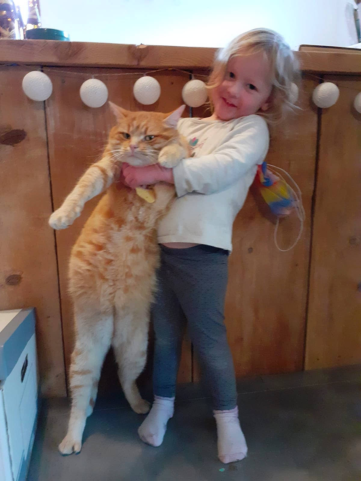 Alix participe au concours pour gagner de l'argent avec cette photo : animal_training, canidae, carnivore, cat, companion_dog, domestic_short_haired_cat, fawn, felidae, fun, fur, gesture, happy, joy, paw, person, sky, small_to_medium_sized_cats, smile, tail, toddler