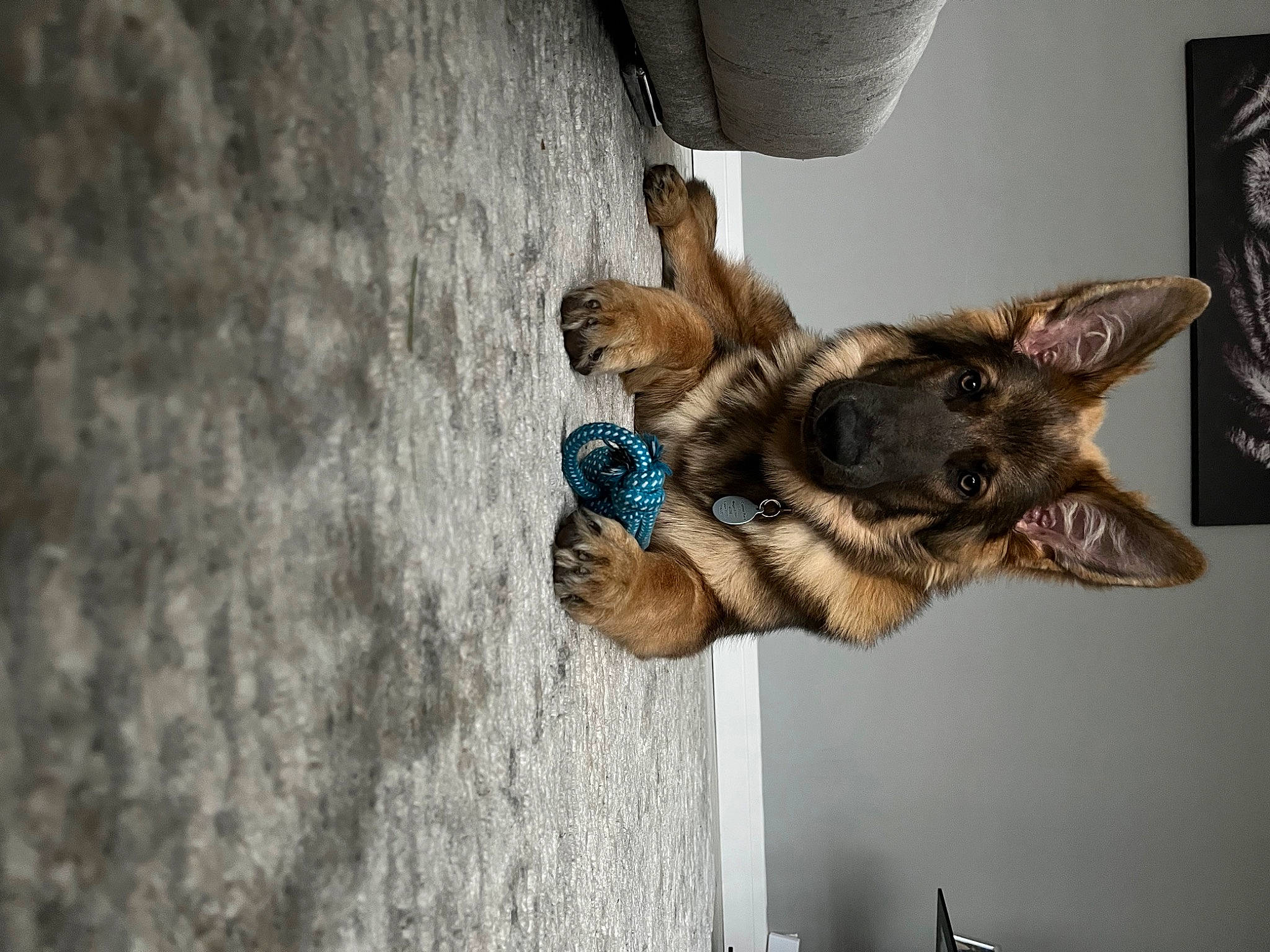 Hero is registered to the contest to win money with this photo: canidae, carnivore, dog, dog_breed, door, fawn, felidae, fur, picture_frame, snout, sporting_group, whiskers, window, wood, working_animal