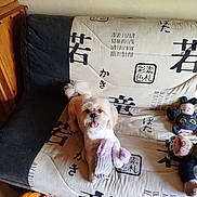 Bébé Lucky a rejoint le concours — aidez-le/la à gagner de superbes lots ! dog, small_dog, pet, animal, portrait, sitting, tongue_out, fluffy, white_fur, brown_fur, happy, toy, plush_toy, couch, sofa, indoor, home, japanese_pattern, fabric, wooden_furniture