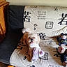 dog, small_dog, pet, animal, portrait, sitting, tongue_out, fluffy, white_fur, brown_fur, happy, toy, plush_toy, couch, sofa, indoor, home, japanese_pattern, fabric, wooden_furniture