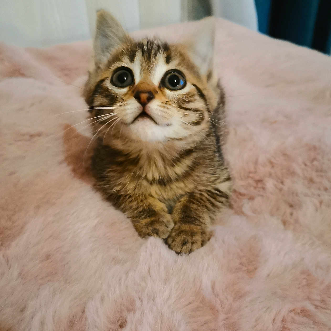 Miou