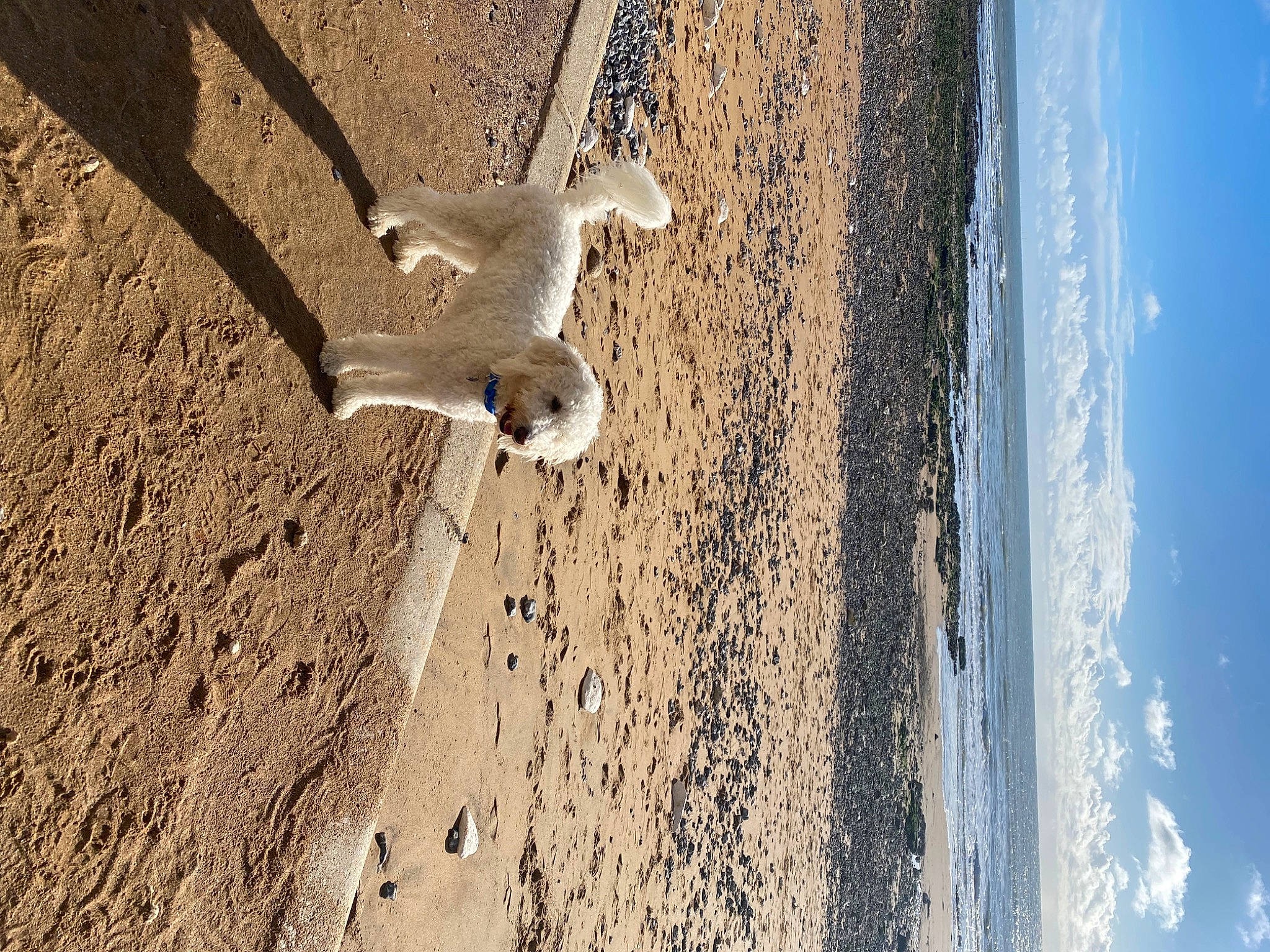 Albie joined the competition — help win amazing prizes! beach, beak, bird, charadriiformes, cloud, feather, gull, landscape, lari, rock, sand, seabird, shadow, sky, soil, tail, water, wind_wave, wing, wood