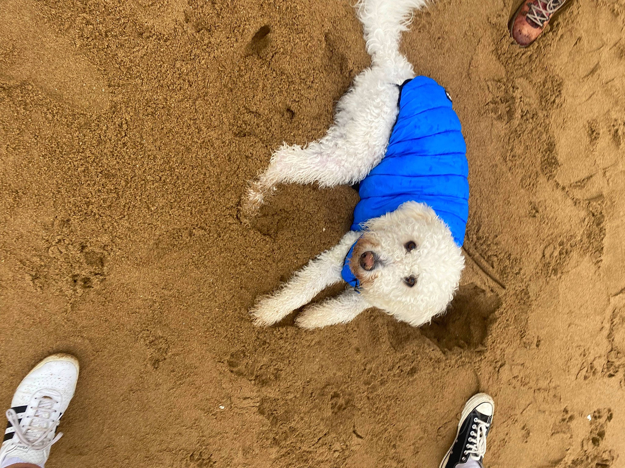 Albie is registered to the contest to win money with this photo: art, beach, canidae, carnivore, companion_dog, dog, dog_breed, dog_supply, fashion_accessory, fawn, foot, fun, fur, landscape, sand, shadow, soil, sporting_group, toy_dog, white