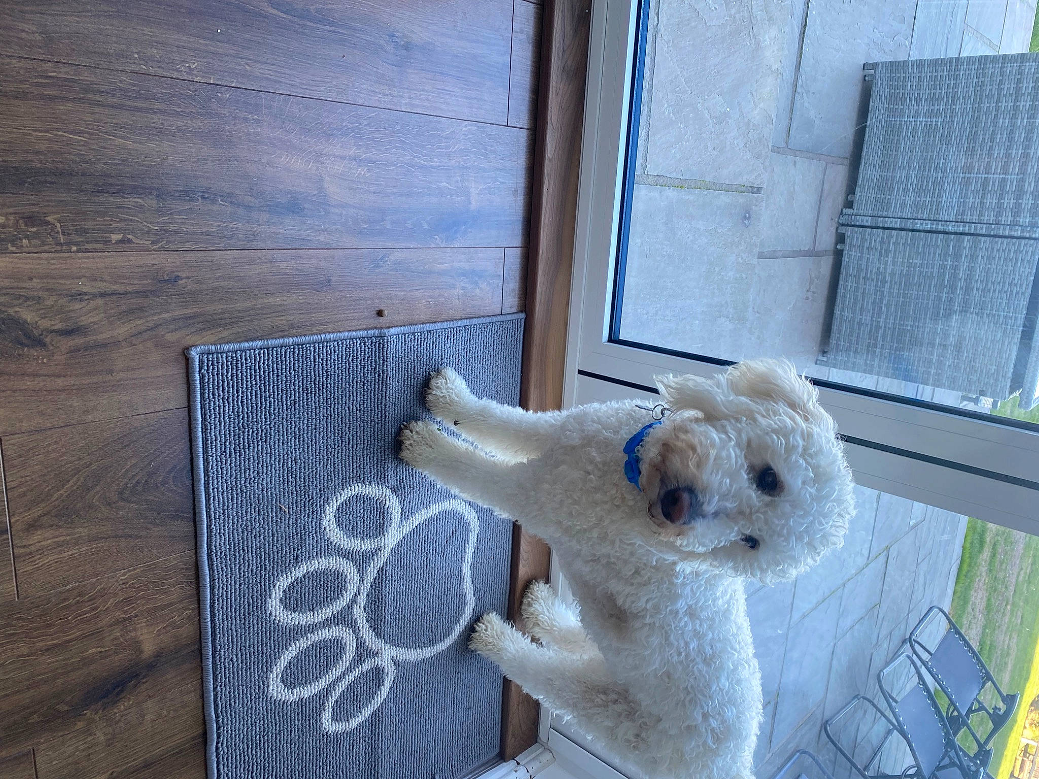 Albie is registered to the contest to win money with this photo: animal_shelter, art, cage, carnivore, companion_dog, dog, fawn, flooring, fur, hardwood, pet_supply, plank, sporting_group, stuffed_toy, tail, toy, varnish, window, wood, wood_stain