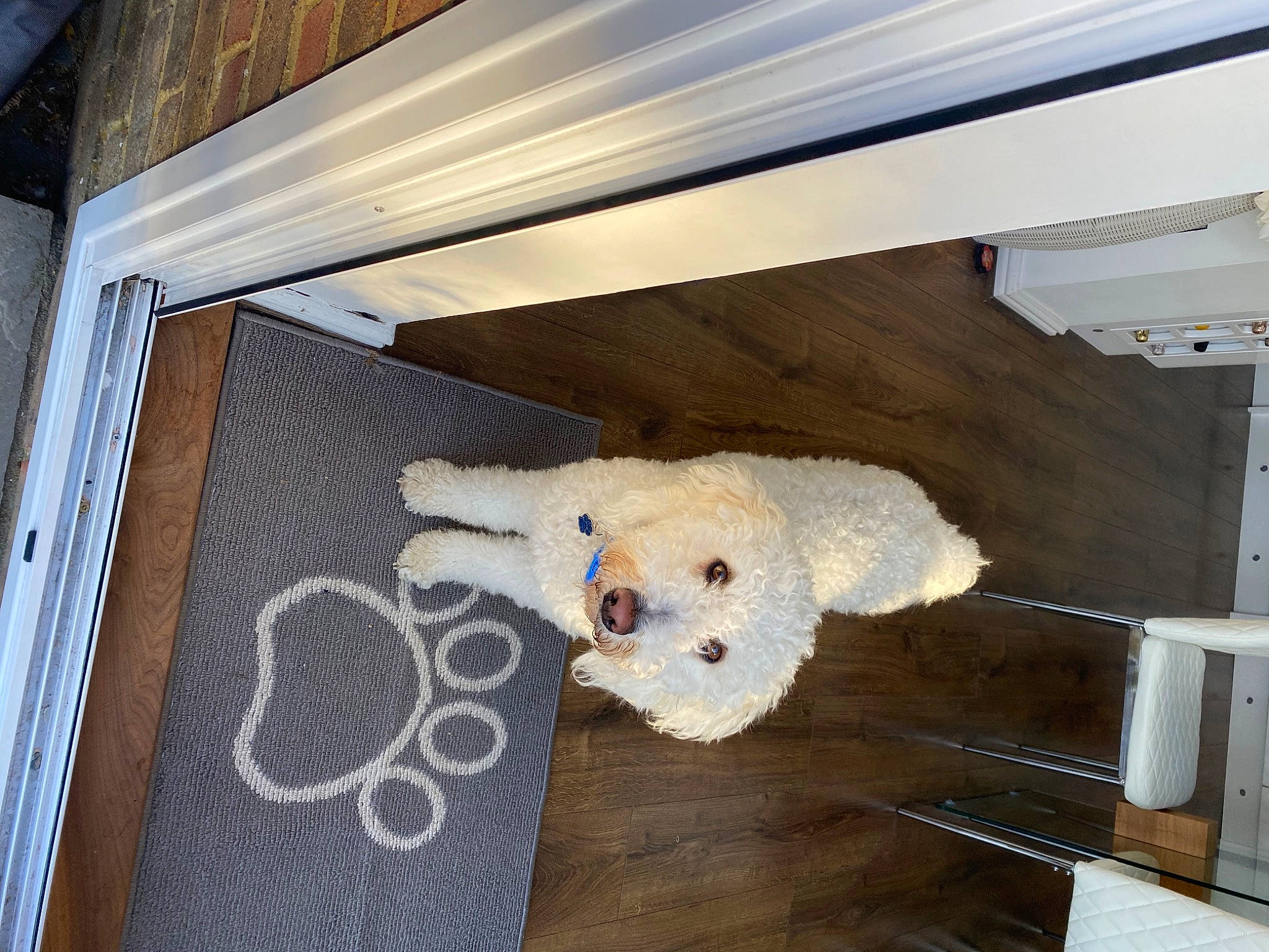 Albie joined the competition — help win amazing prizes! art, ceiling, concrete, fawn, flooring, fur, hardwood, house, plaster, plush, plywood, room, stuffed_toy, teddy_bear, toy, visual_arts, wood, wool