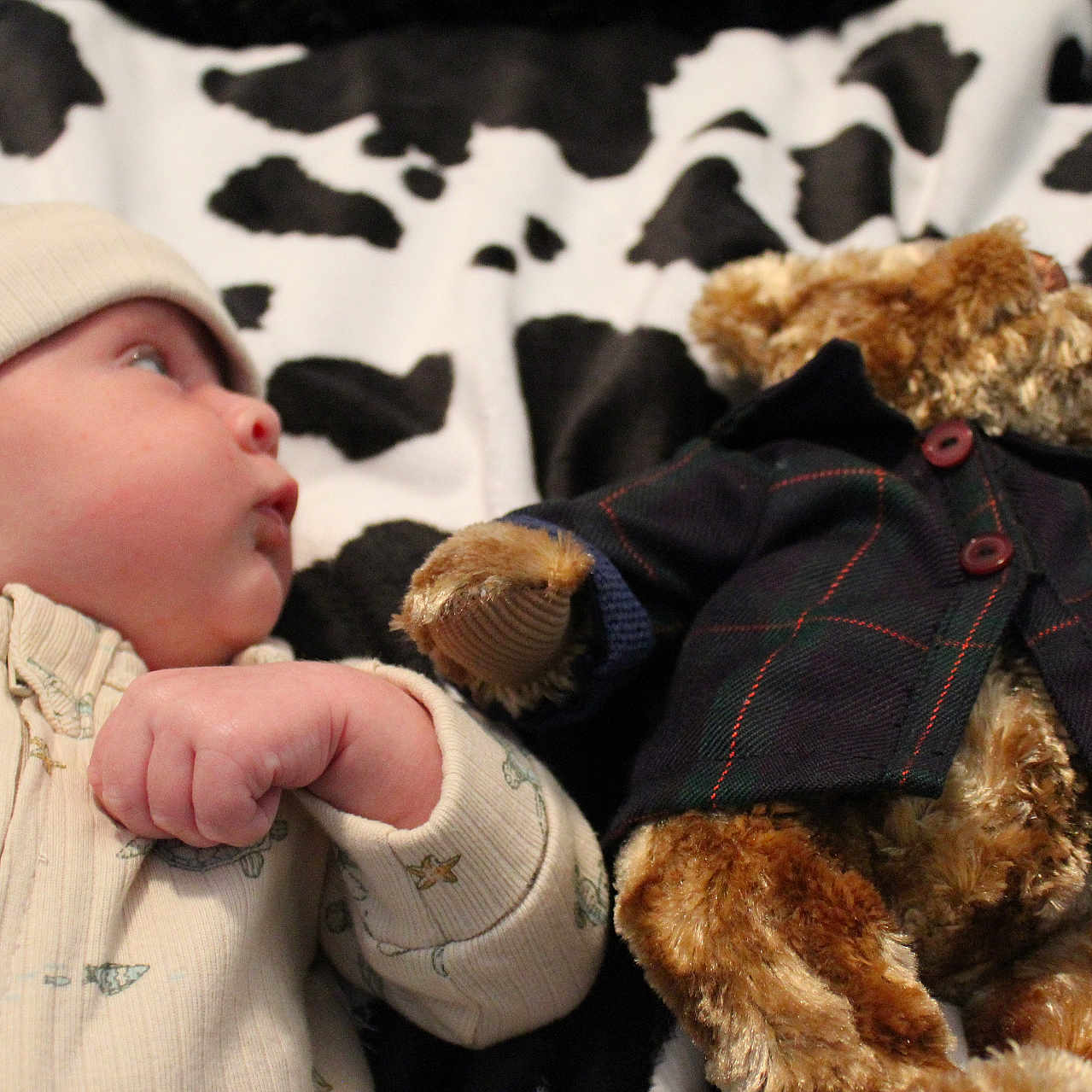 Lane joined the competition — help win amazing prizes! animal, baby, bear, bodypart, bonnet, canine, cap, cattle, clothing, cow, dog, face, finger, hand, hat, head, livestock, person, pet, toy