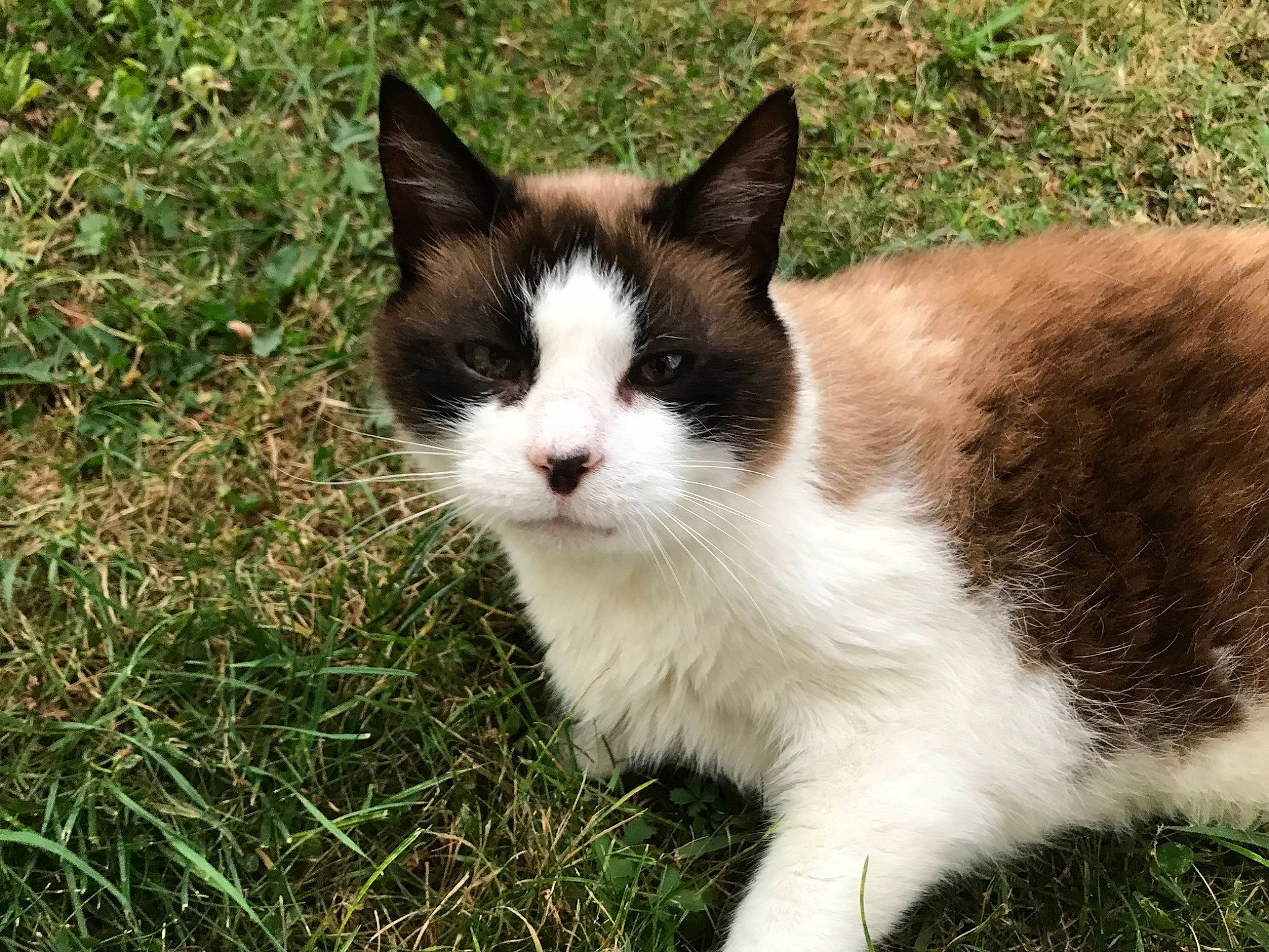 Chouchou a rejoint le concours — aidez-le/la à gagner de superbes lots ! carnivore, cat, domestic_short_haired_cat, fawn, felidae, foot, fur, grass, groundcover, paw, plant, small_to_medium_sized_cats, snout, tail, terrestrial_animal, tree, whiskers, wildlife