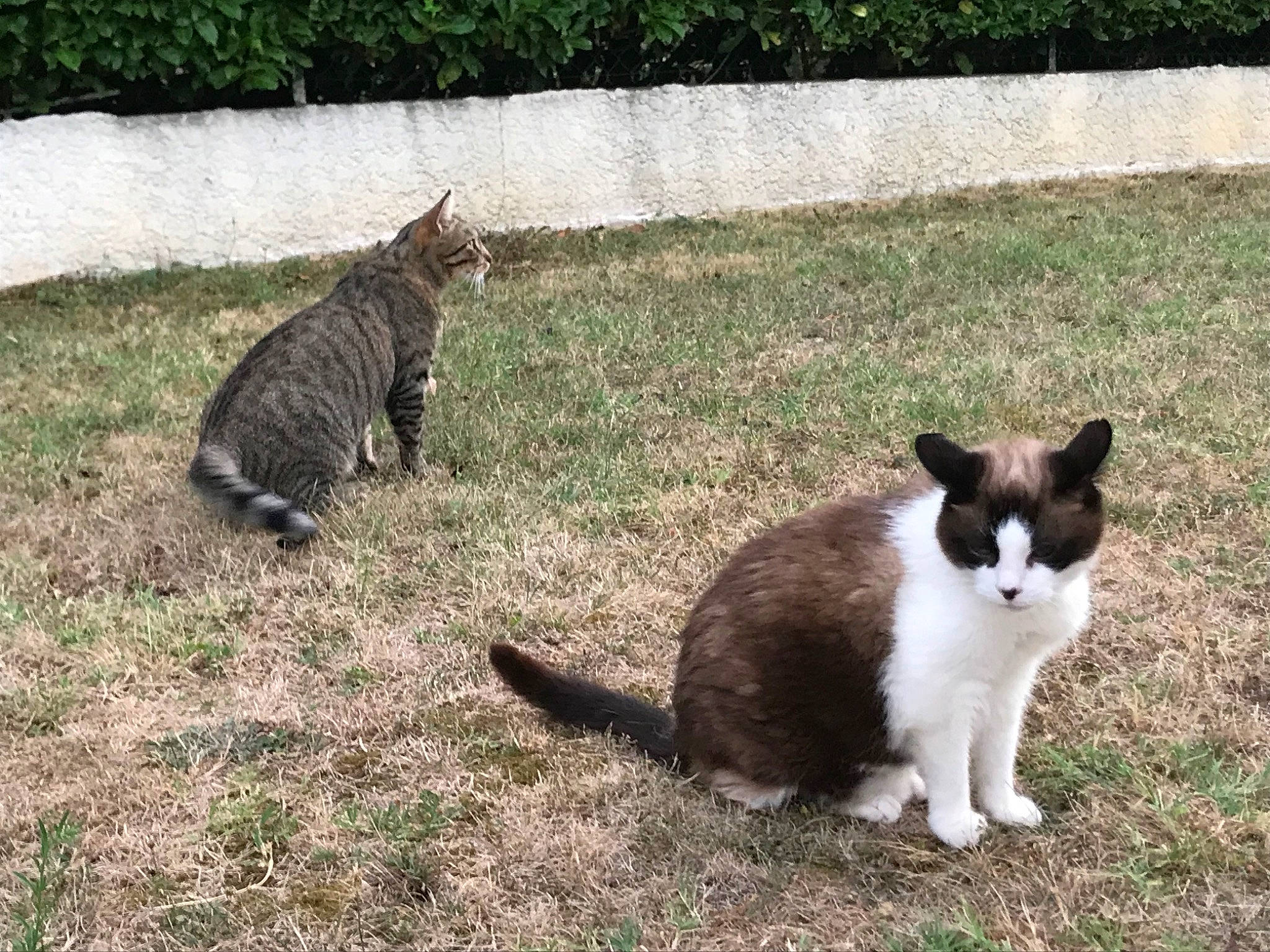 Chouchou a rejoint le concours — aidez-le/la à gagner de superbes lots ! carnivore, cat, domestic_short_haired_cat, felidae, fur, grass, groundcover, lawn, paw, plant, sitting, small_to_medium_sized_cats, snout, tail, terrestrial_animal, tree, whiskers