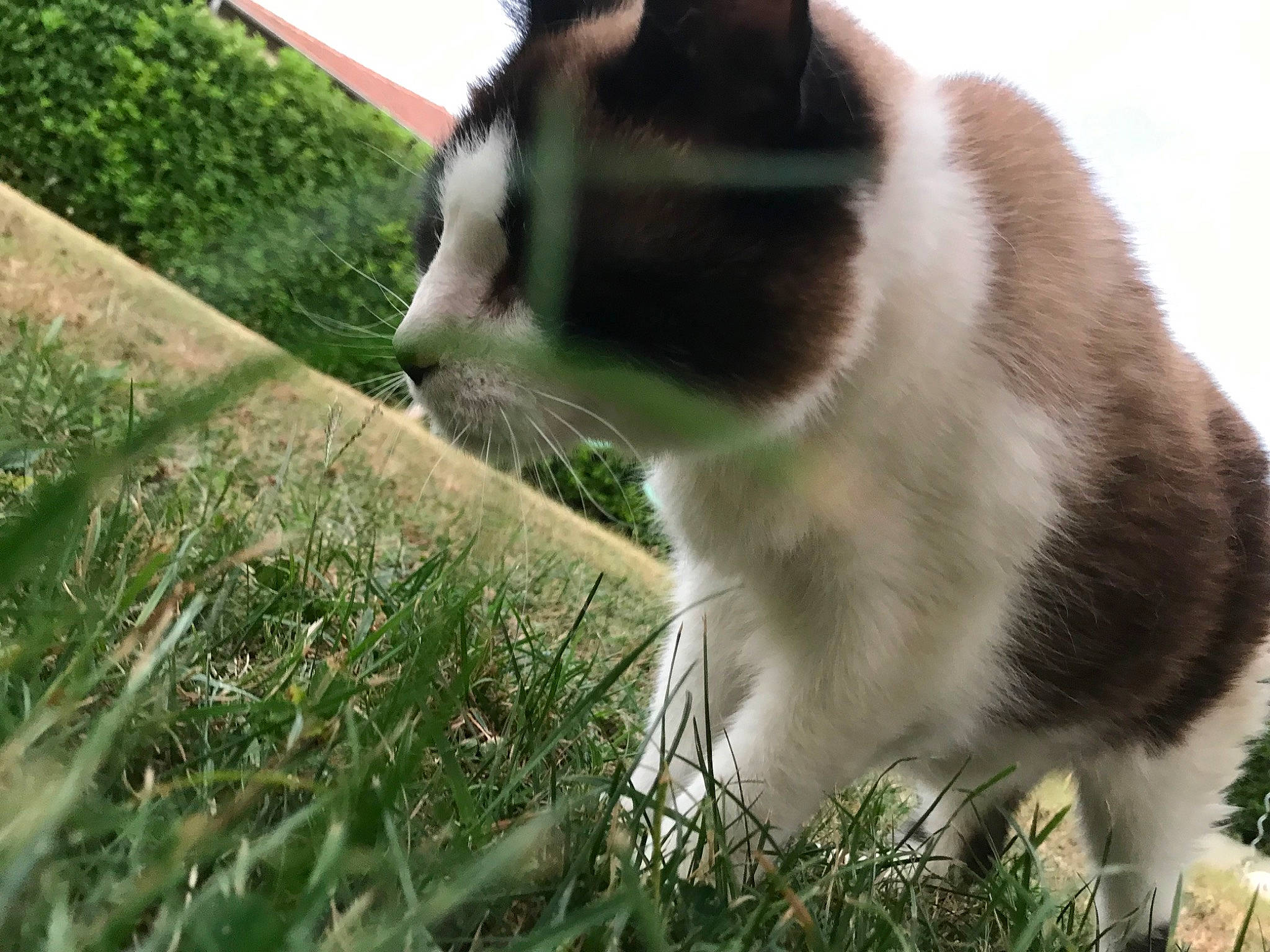 Chouchou participe au concours pour gagner de l'argent avec cette photo : carnivore, cat, domestic_short_haired_cat, felidae, fur, grass, grassland, groundcover, herbaceous_plant, lawn, pasture, people_in_nature, plant, small_to_medium_sized_cats, tail, terrestrial_animal, whiskers