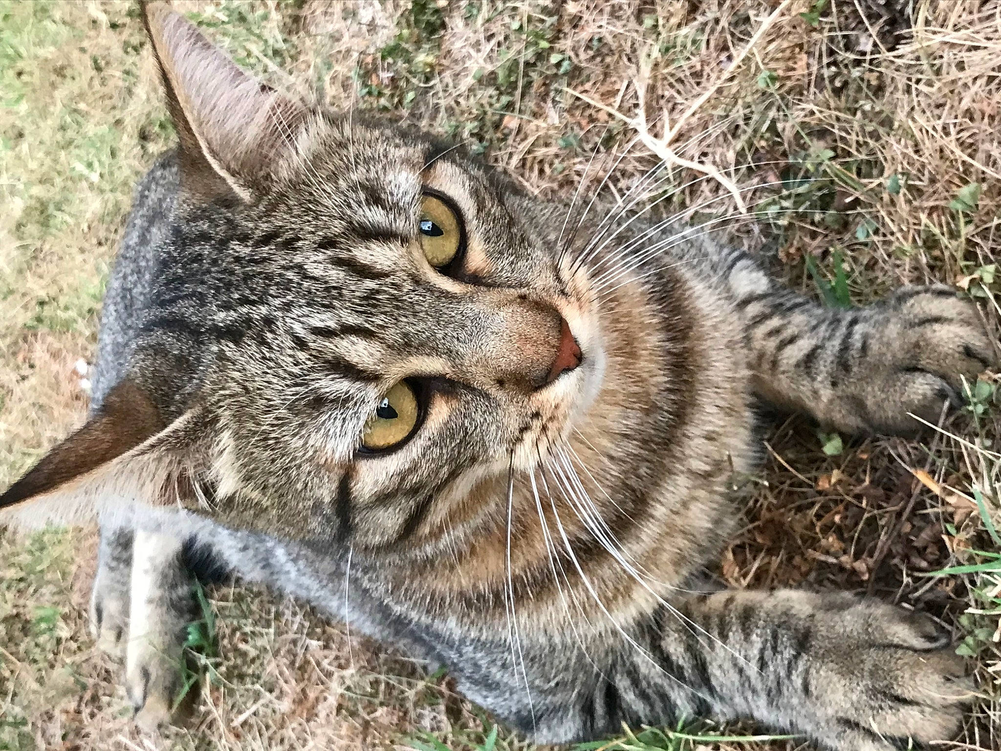La Nininelle participe au concours pour gagner de l'argent avec cette photo : carnivore, cat, domestic_short_haired_cat, eye, felidae, fur, grass, plant, small_to_medium_sized_cats, snout, soil, terrestrial_animal, whiskers, wildlife