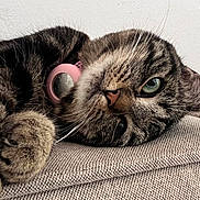 Wonka a rejoint le concours — aidez-le/la à gagner de superbes lots ! animal, cat, close_up, collar, cute, fabric, feline, fur, green_eyes, indoor, lying_down, paw, pet, pink_collar, relaxed, sleepy, striped, tabby, texture, whiskers