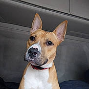 Rex participe au concours pour gagner de l'argent avec cette photo : dog, pet, animal, portrait, sitting, tan_fur, white_chest, upright_ears, red_collar, vehicle, car_interior, back_seat, close_up, looking_at_camera, alert, cute, serious_expression, indoors, photography, companion