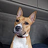 dog, pet, animal, portrait, sitting, tan_fur, white_chest, upright_ears, red_collar, vehicle, car_interior, back_seat, close_up, looking_at_camera, alert, cute, serious_expression, indoors, photography, companion