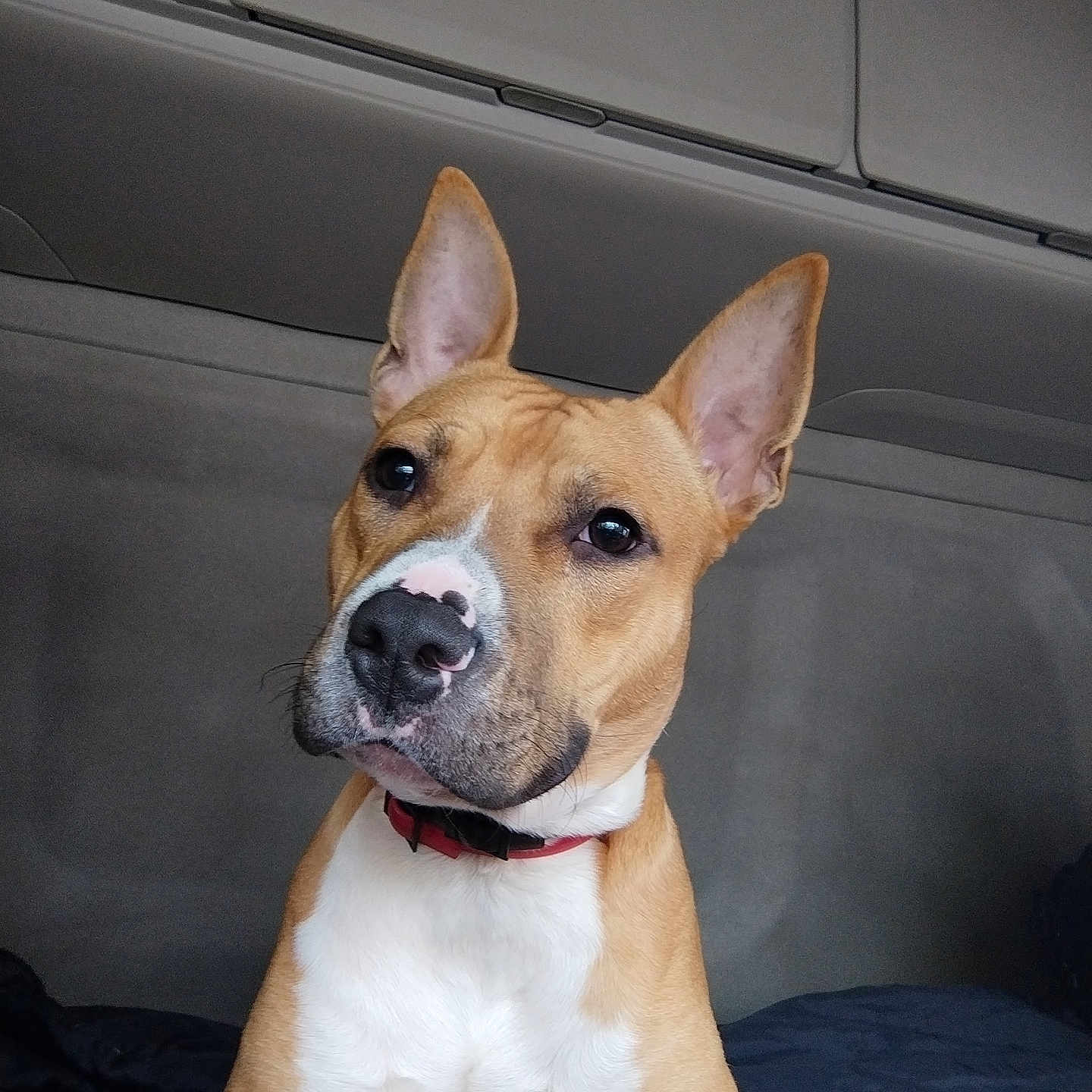 Rex