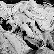 Elvis joined the competition — help win amazing prizes! dog, sleeping, blanket, bed, indoor, relaxed, pet, canine, comfort, monochrome, fur, paw, collar, resting, cozy, domestic, animal, home, pattern, napping