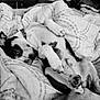 dog, sleeping, blanket, bed, indoor, relaxed, pet, canine, comfort, monochrome, fur, paw, collar, resting, cozy, domestic, animal, home, pattern, napping