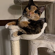 Rory is registered to the contest to win money with this photo: cat, calico_cat, cat_tree, hammock, pet, indoor, animal, feline, cute, relaxed, plush, fur, whiskers, ears, eyes, scratching_post, home, comfort, curious, resting