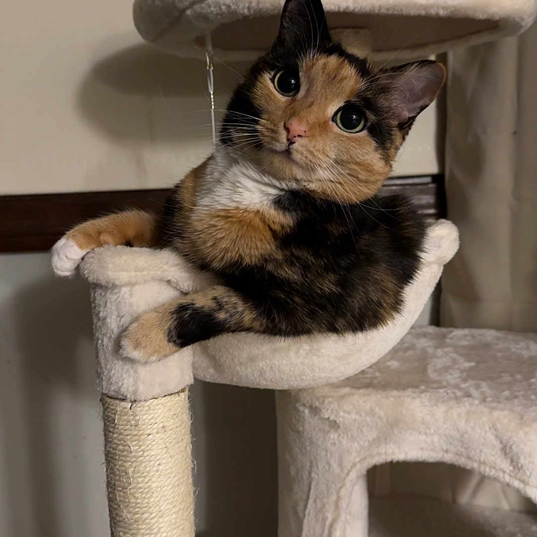Rory is registered to the contest to win money with this photo: cat, calico_cat, cat_tree, hammock, pet, indoor, animal, feline, cute, relaxed, plush, fur, whiskers, ears, eyes, scratching_post, home, comfort, curious, resting