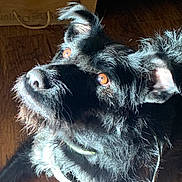 Xena is registered to the contest to win money with this photo: dog, black_dog, amber_eyes, fur, sunlight, wooden_floor, collar, pet, animal, indoors, close_up, portrait, scruffy, ears, whiskers, looking_up, shadow, texture, domestic_animal, cute
