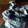 dog, black_dog, amber_eyes, fur, sunlight, wooden_floor, collar, pet, animal, indoors, close_up, portrait, scruffy, ears, whiskers, looking_up, shadow, texture, domestic_animal, cute